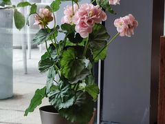 景观位-甜阿姨·天台花园私房菜(万松园店)