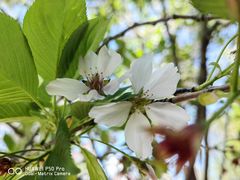 -新虹桥中心花园