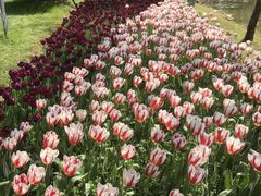 -上海鲜花港