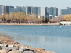 -大兴滨河森林公园