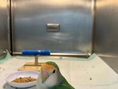 -立德异宠动物医院.兔鸟爬.内窥镜(天河店)