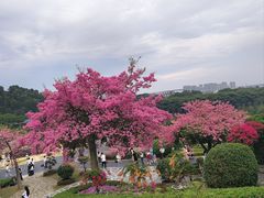-东莞植物园
