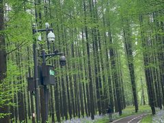 -黄海国家森林公园