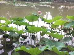 -陈家山荷花公园