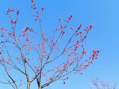 -上海滨江森林公园