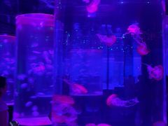 -海合安武汉极地海洋公园