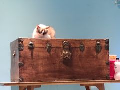 -猫色咖啡·猫咖