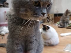 -猫色咖啡·猫咖