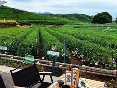 -龙坞茶村