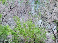 -海棠花溪(元大都城垣遗址公园)