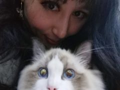 -momokira米努特·德文卷毛猫·棉花面纱犬