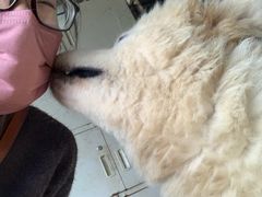 -成都爱之家动物救助中心