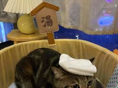 酸菜-Catmate·猫肥家润(金润铂宫店)