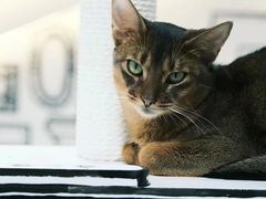 -萌兽医馆·宠物医院·猫骨科(创景店)