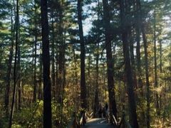 -五营红松林海景区