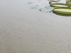 -西双版纳傣族园