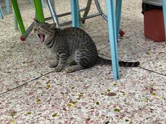 -成发鱼生