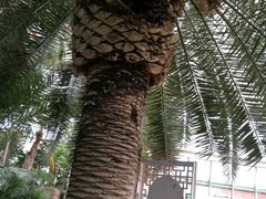 -石家庄市植物园