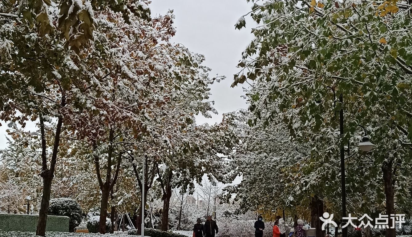 东环公园雪景和黄叶