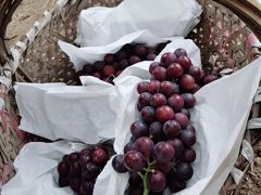 -马陆小张葡萄园农家乐