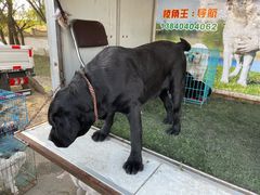 -蒲河大集