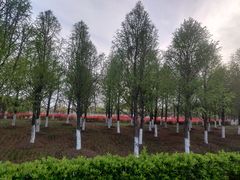 -鹦鹉洲湿地公园