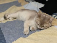 -猫大福·Fortune Cat猫舍(百子湾店)