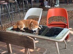 -柴犬高等学院·狗咖·柴犬售卖·宠物训练