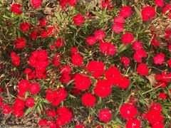 -桤木河湿地公园