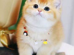 -欣宠猫屋·矮脚拿破仑·蓝金金渐层