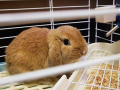 -宠物兔专门店(天丰利市场店)