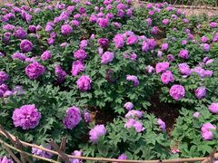 -神州牡丹园