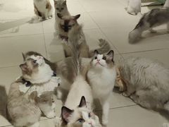 -怪兽屋·羊驼·猫咖·狗咖(俊华广场店)