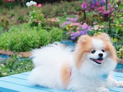 -上海鲜花港