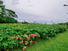 -深圳湾公园(南山区)