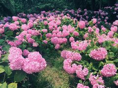 -上海滨江森林公园