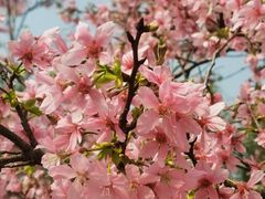 -天适樱花悠乐园