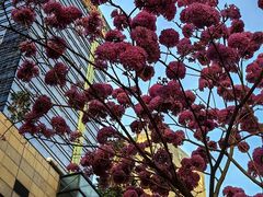 -SERA by Ciao Amici餐酒吧