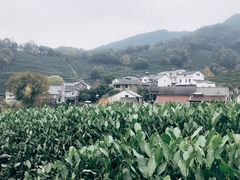 -龙井村