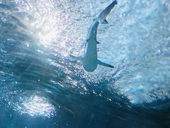 -太平洋海底世界