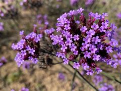 -北京东方普罗旺斯薰衣草庄园