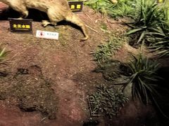 -陕西自然博物馆