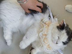 -怪兽屋·羊驼·猫咖·狗咖(俊华广场店)