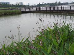 -桐乡凤凰湖