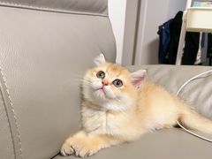 -欣宠猫屋·矮脚拿破仑·蓝金金渐层