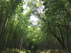 -同里国家湿地公园