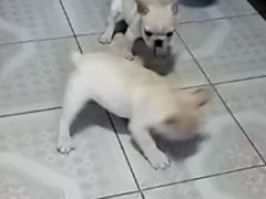 -皇家名犬舍