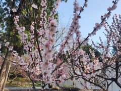 -梅花山(明孝陵内)