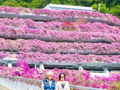 -深圳仙湖植物园-停车场