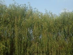 -东坝千亩湖公园
